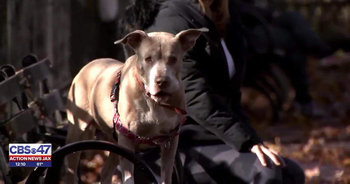 COJ votes to create permitting process to allow dog-friendly patios at restaurants  – Action News Jax