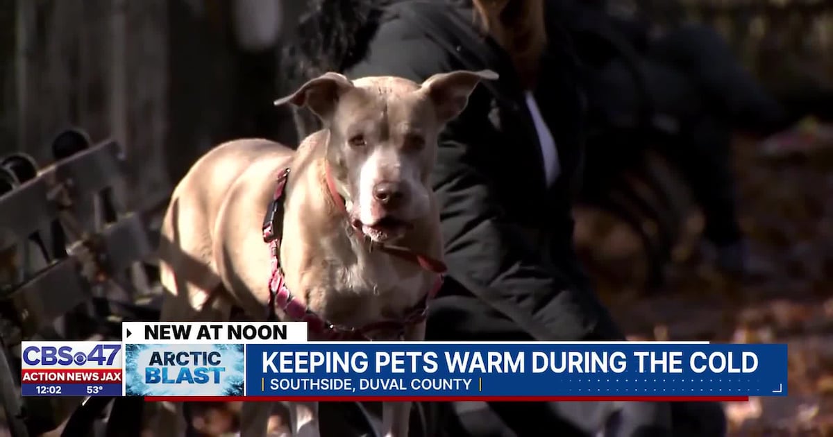 Jacksonville veterinarian weighs in on how to keep pets safe during cold snap  – Action News Jax