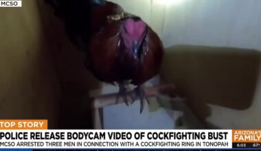 Deputies release bodycam of cockfighting bust west of Phoenix