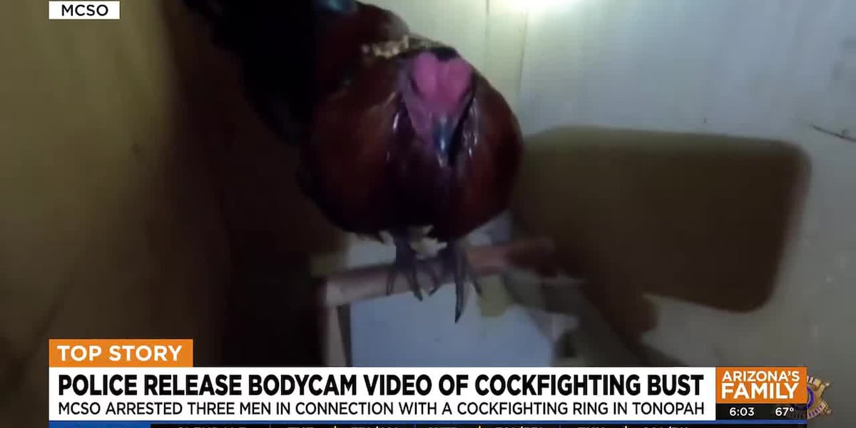 Deputies release bodycam of cockfighting bust west of Phoenix
