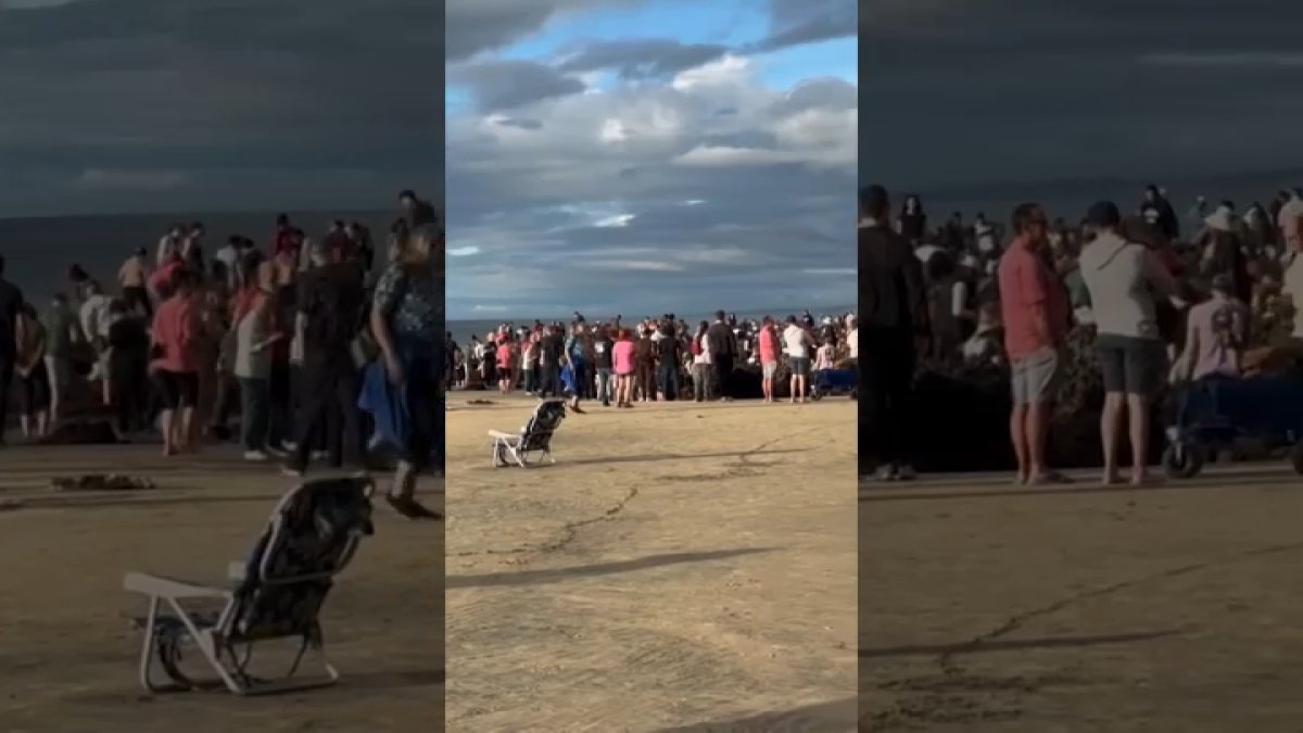 Crowds threaten sea life on protected La Jolla coast – NBC 7 San Diego