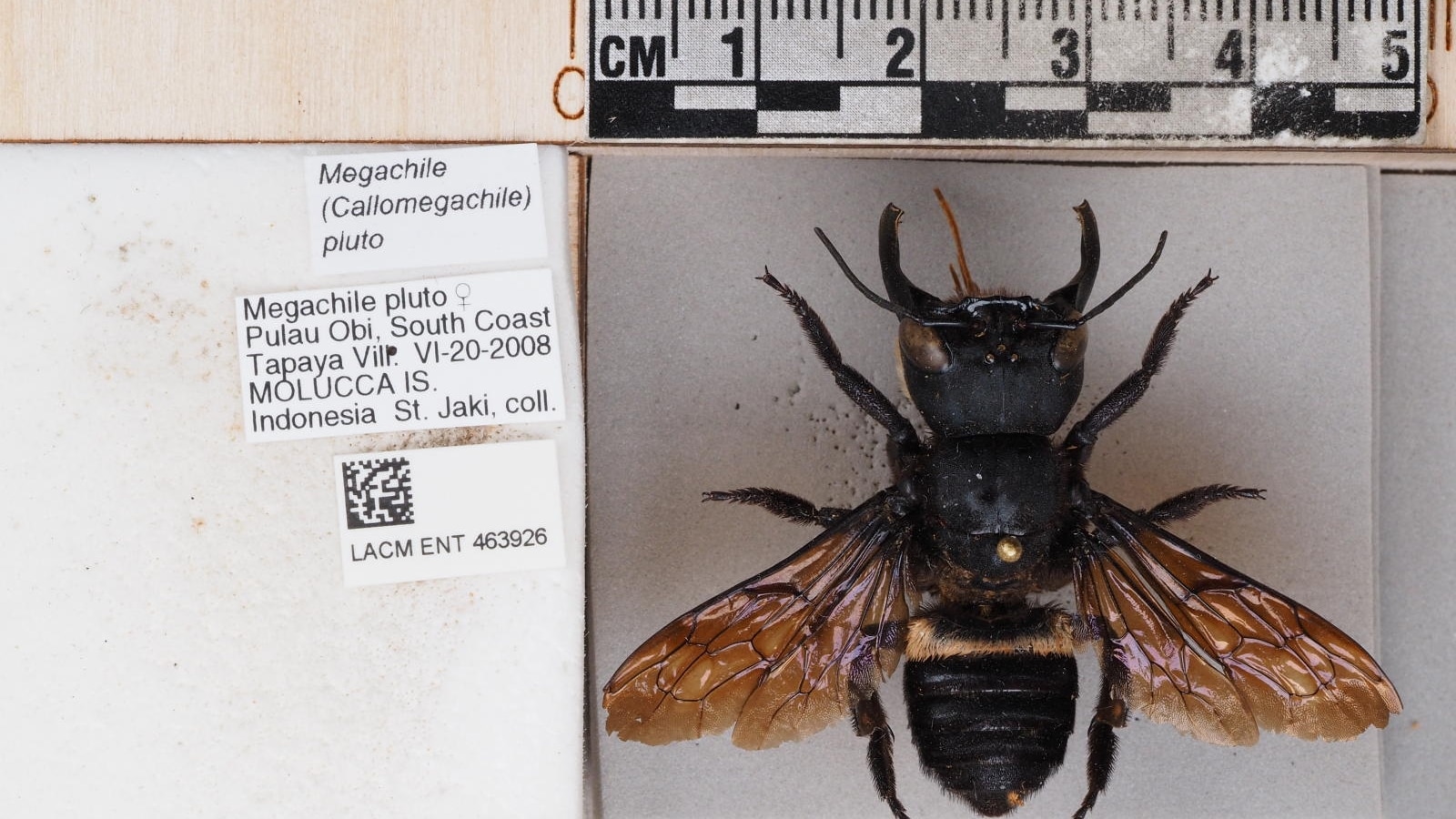 Meet Wallace’s Giant Bee, the world’s largest bee known as the “flying bulldog.