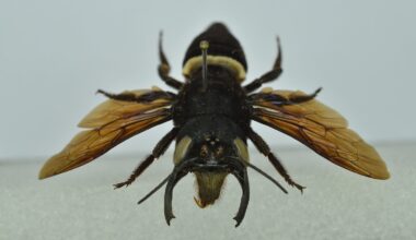 Meet Wallace’s Giant Bee, the world’s largest bee known as the “flying bulldog.