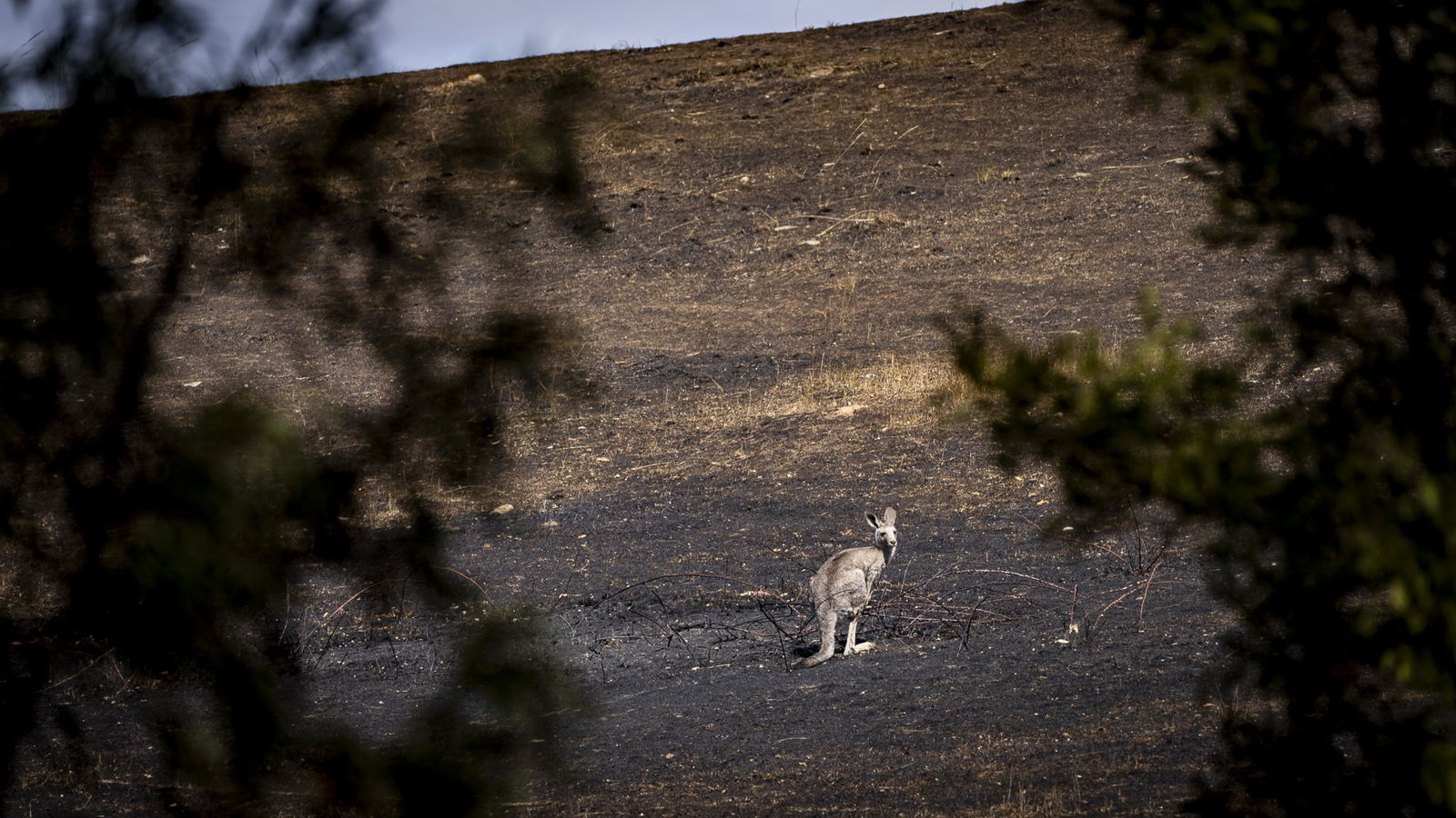 A kangaroo in a burnt out paddock.