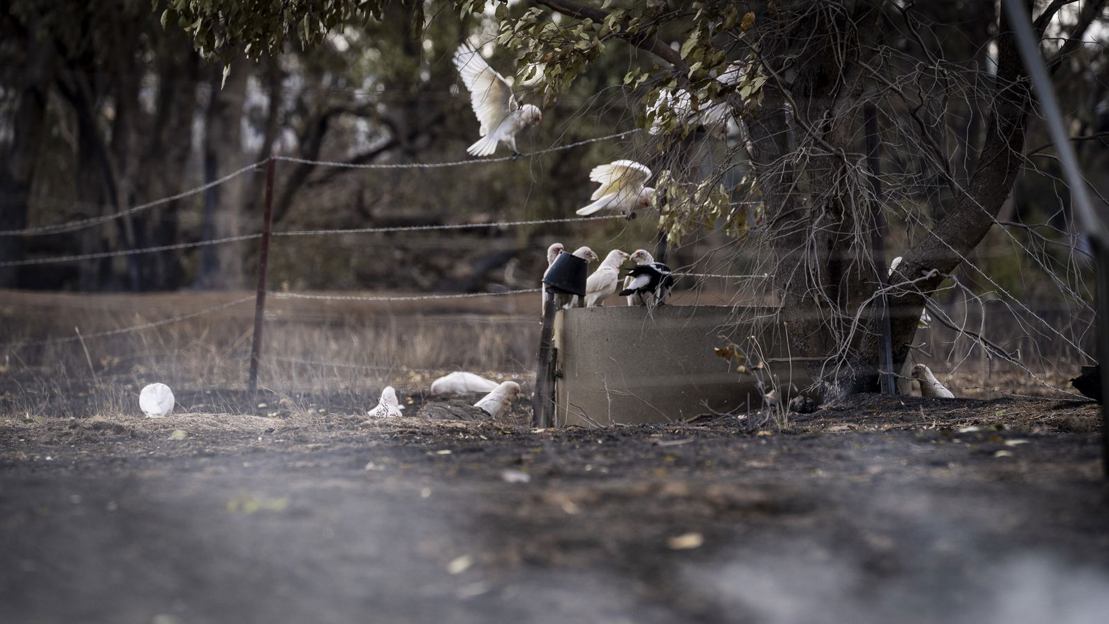 Cockatoos in the aftermath of the fires at Harcourt.