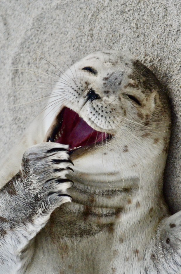 A harbor seal seems to be loving life in La Jolla. (Matt Kazden)