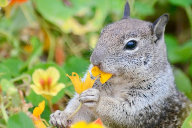 A squirrel finds a tasty flower. (Matt Kazden)