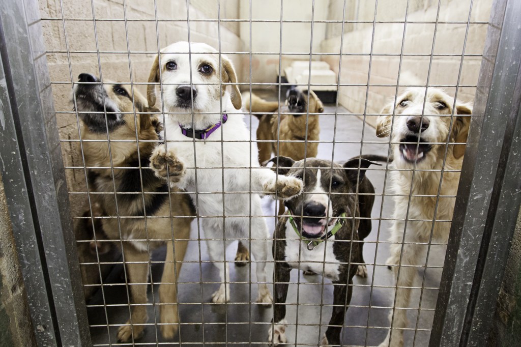 Five dogs in a cage at an animal shelter.