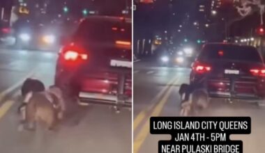 Monster drags 2 dogs behind car in NYC, disturbing video shows
