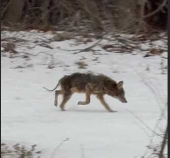 The South Portland Police department shared a photo of a coyote with mange roaming around the Ferry Village area of South Portland The South Portland Police department shared a photo of a coyote with mange roaming around the Ferry Village area of South Portland