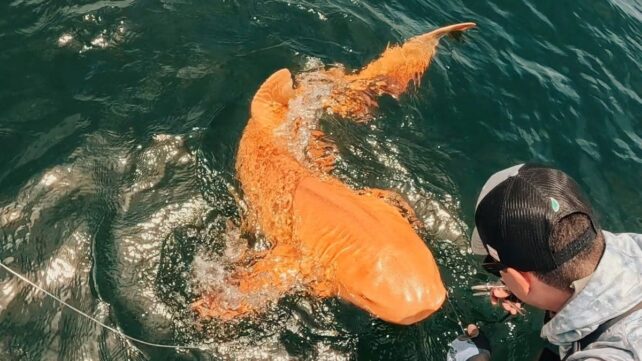 Unique 'Golden Shark' Caught Off Central America Diagnosed With Rare Condition