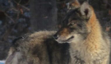 South Portland residents concerned about mangy coyote