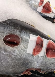 Manoa Cookiecutter Shark Research Bites