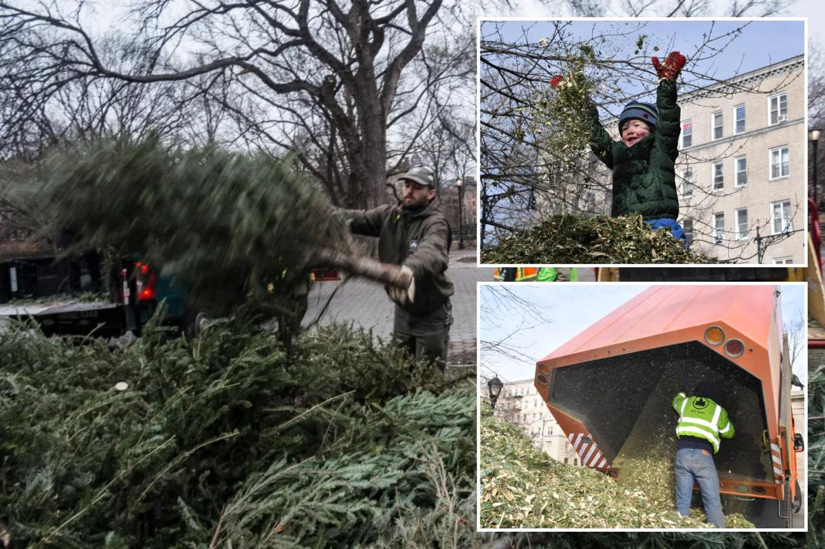 Number of Christmas trees recycled at NYC 'Mulchfest' drop, treeflation may be to blame