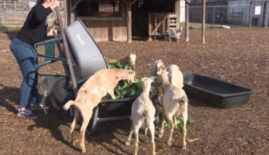 Bonton Farms goats skip Christmas trees over health concerns – NBC 5 Dallas-Fort Worth