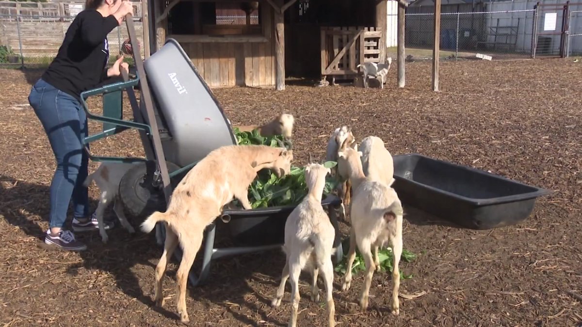 Bonton Farms goats skip Christmas trees over health concerns – NBC 5 Dallas-Fort Worth