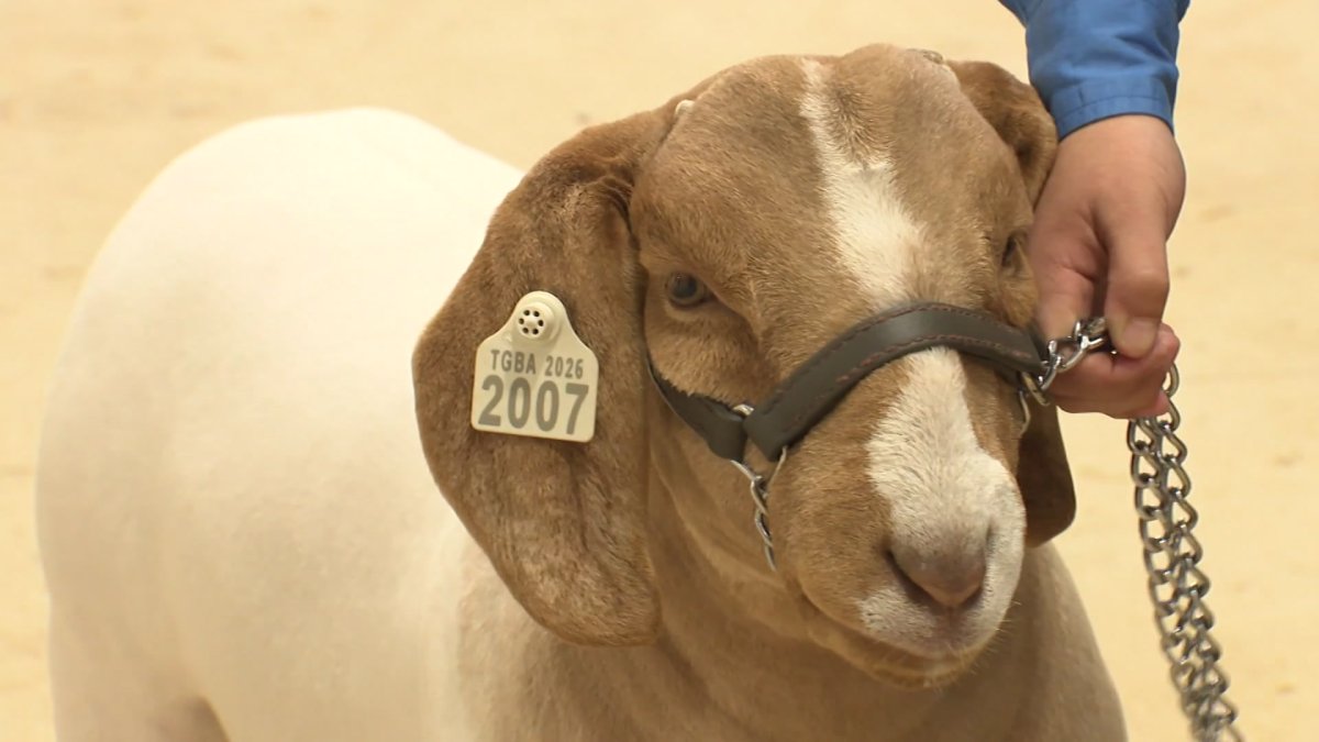 Wether Goats take center arena at Fort Worth Stock Show & Rodeo – NBC 5 Dallas-Fort Worth