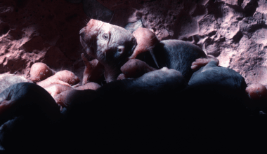 The Naked Mole-Rat: The Only Living Mammal That Is Essentially Cold-Blooded