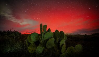 Red and pink auroral glow lights up the Arizona night sky behind a prickly pear cactus during a 2025 northern lights display.