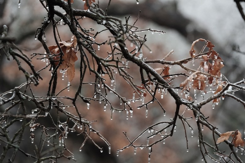 Ice clings to an oak tree during freezing winter conditions in Texas.