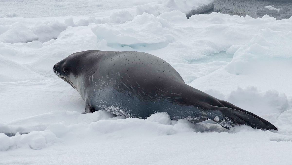Rarely Seen Ross Seals Might've Just Been Photographed Underwater For First Time Ever