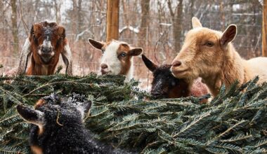 How to Recycle Your Christmas Tree in Philadelphia
