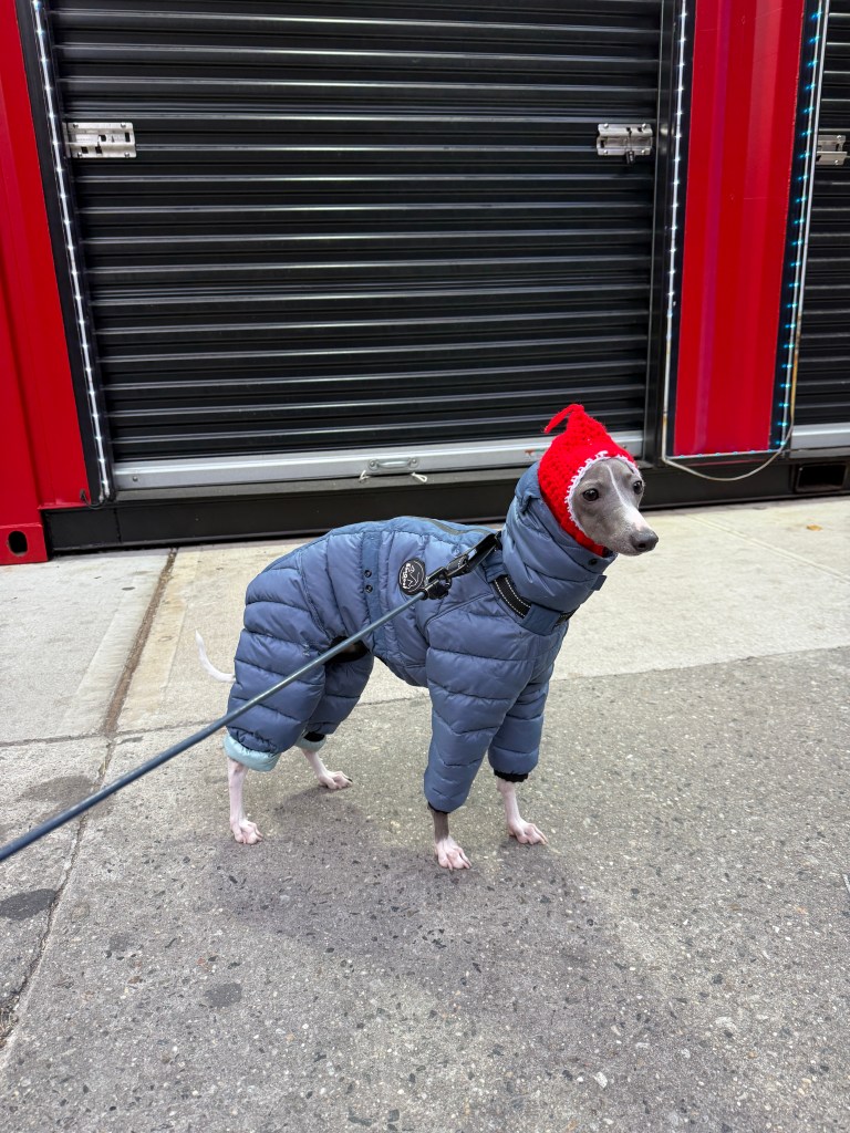 Greg the greyhound wearing a blue winter suit and red knitted hat in New York City.