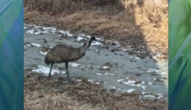Emu on the loose in Red Lion has now been captured, say police