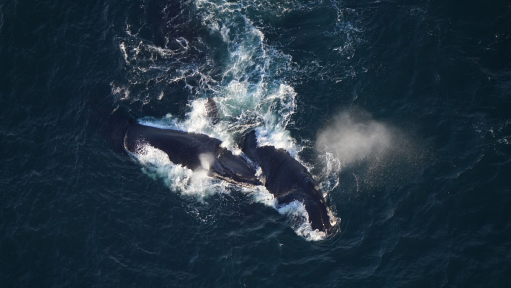 Dozens of North Atlantic right whales spotted off Cape, Nantucket