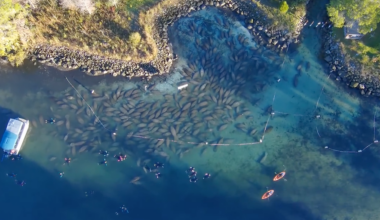 See it: Dozens of manatees seek refuge in warm Florida waters