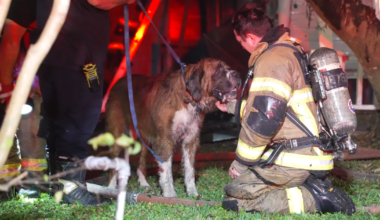 Dog rescued from large home fire by Houston firefighters