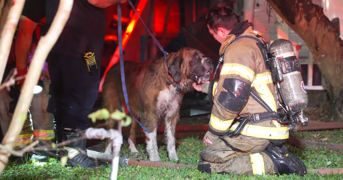Dog rescued from large home fire by Houston firefighters