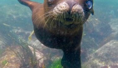La Jolla photographer launches photo series on local wildlife – San Diego Union-Tribune