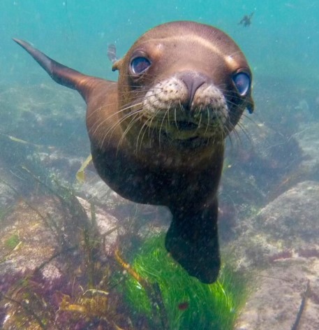 La Jolla photographer launches photo series on local wildlife – San Diego Union-Tribune