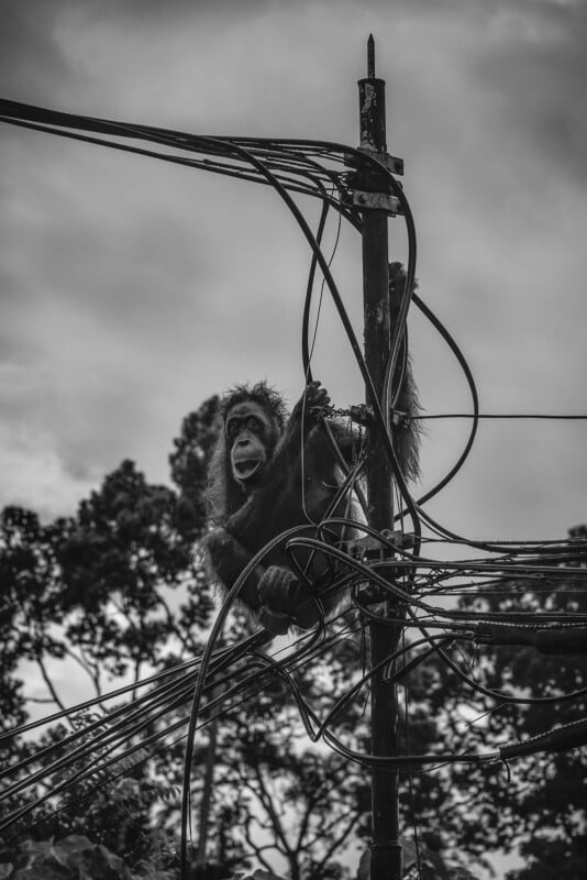 A monkey sits on tangled electrical wires and a utility pole, gripping the cables, with trees and a cloudy sky in the background. The image is in black and white.