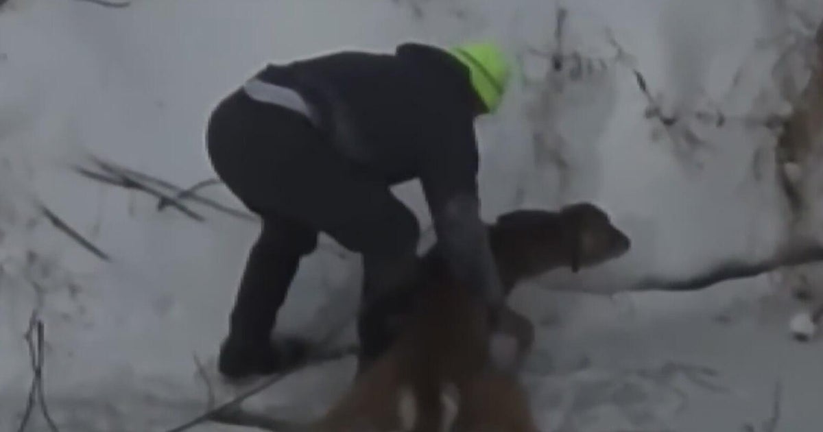 Video shows Good Samaritan rescuing deer trapped in icy Fayette County creek