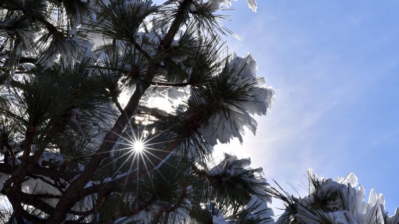The abundance of sunshine and warmer weather causes snow on the pine trees branches to begin to melt.