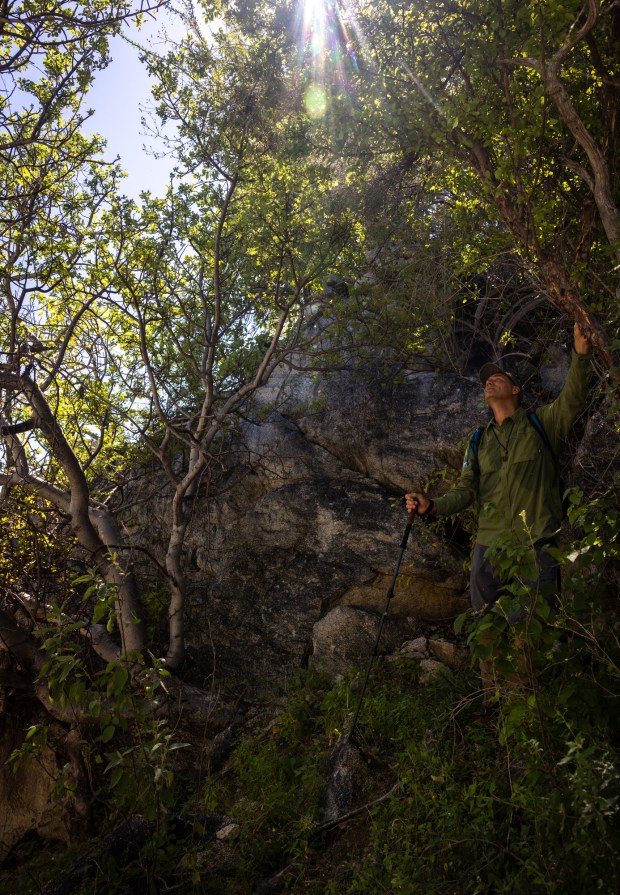 Jon Rebman, curator of botany at the San Diego Natural History Museum, hikes through Zorrillo Canyon in the Sierra de las Cacachilas documenting plant species on Monday, Oct. 27, 2025. Rebman and his team have recorded more than 500 plant species. (Ana Ramirez / The San Diego Union-Tribune)