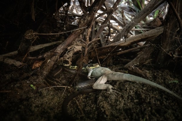A cape striped racer eats a lizard in the Sierra de las Cacachilas on Tuesday, Oct. 28, 2025. The mountain range is about a 40 minute drive outside of La Paz, Baja California Sur. (Ana Ramirez / The San Diego Union-Tribune)