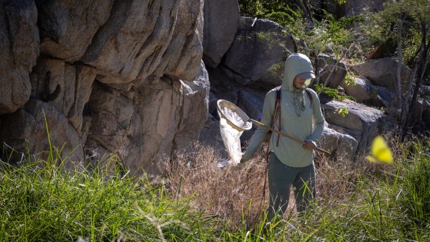 Eva Sofia Horna Lowell, an entomologist, catches butterflies and other insects in the Sierra de las Cacachilas on Tuesday, Oct. 28, 2025. A team of mammalogists, botanists, herpetologists, ornithologists, and invertebrate zoologists from the San Diego Natural History Museum joined Mexican scientists to continue research from a decade ago in a mountain range near La Paz, Baja California Sur. (Ana Ramirez / The San Diego Union-Tribune)