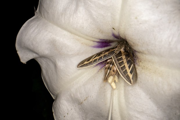 A striped hawk-moth sleeps in a flower after collecting nectar in the Sierra de las Cacachilas on Tuesday, Oct. 28, 2025. (Ana Ramirez / The San Diego Union-Tribune)