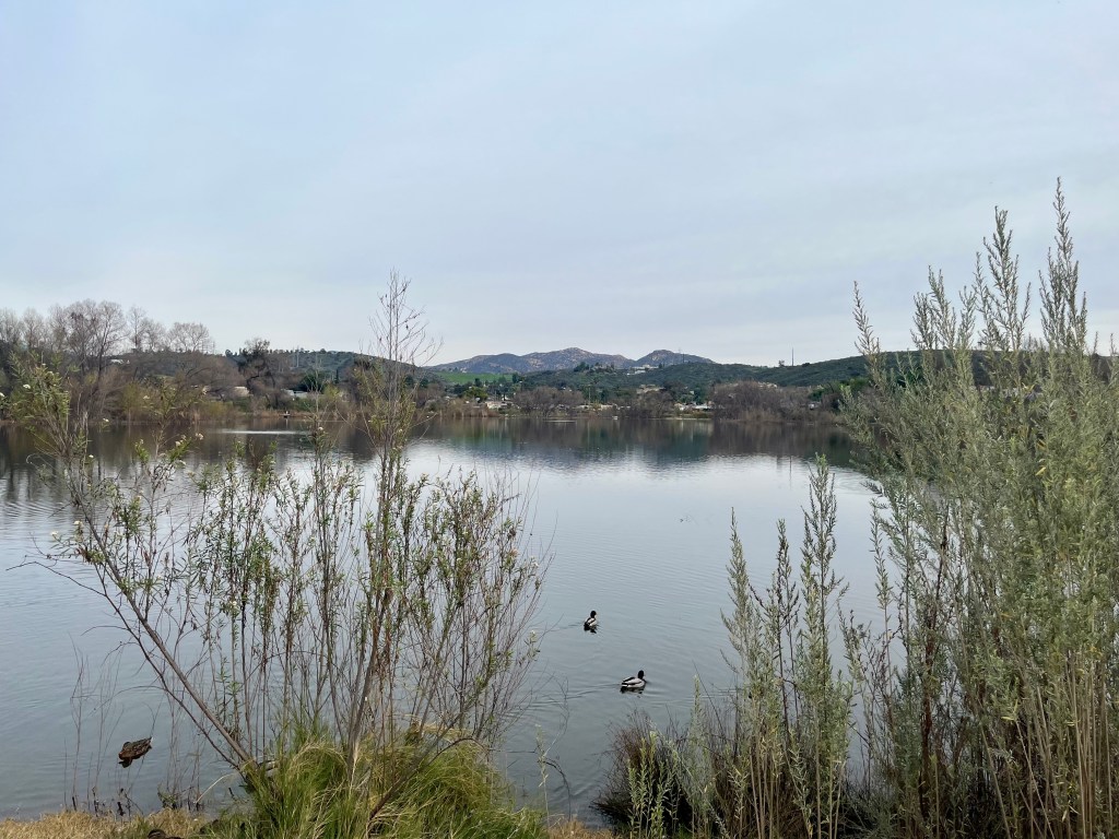 Lindo Lake is a bird-lovers paradise – San Diego Union-Tribune