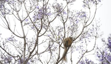 San Diego Zoo to train volunteers how to evaluate tree health