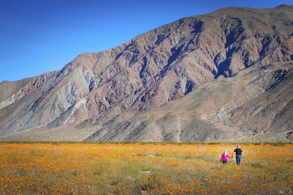 A gorgeous superbloom might take root at Anza-Borrego Desert State Park – San Diego Union-Tribune