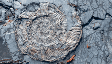 These Creatures Survived The Asteroid That Killed The Dinosaurs, But Something Else Took Them