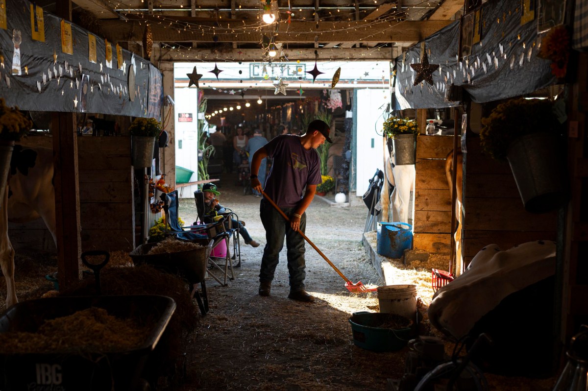 A person wearing a cap cleans the floor of a barn with a rake, sunlight streaming in from an open doorway, with cows in stalls on either side.