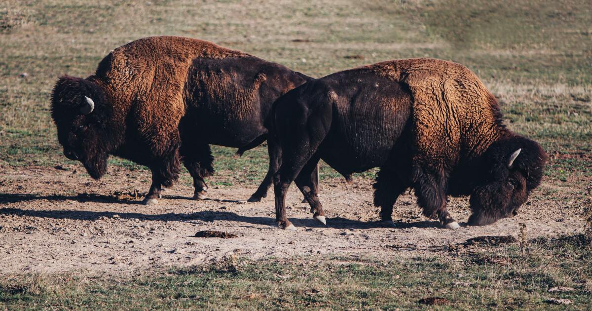 Colorado hunters welcome to enter 'bison roster' for chance to hunt the animals