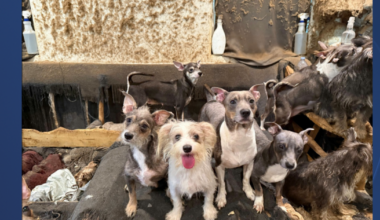 San Diego Humane Society rescues 40 dogs and puppies from La Mesa apartment