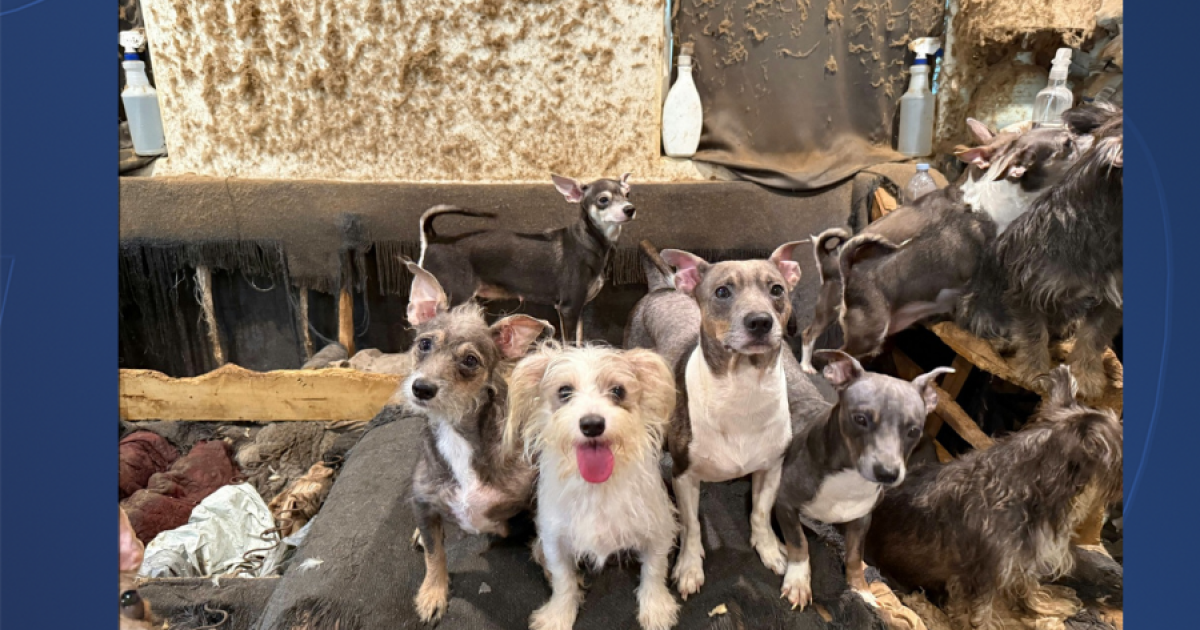 San Diego Humane Society rescues 40 dogs and puppies from La Mesa apartment