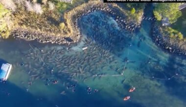Manatees huddle together for warmth on New Year's Eve